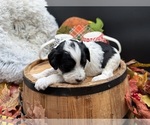 Small Photo #23 Goldendoodle mix (+ Poodle Miniature) Puppy For Sale in HAYDEN, AL, USA