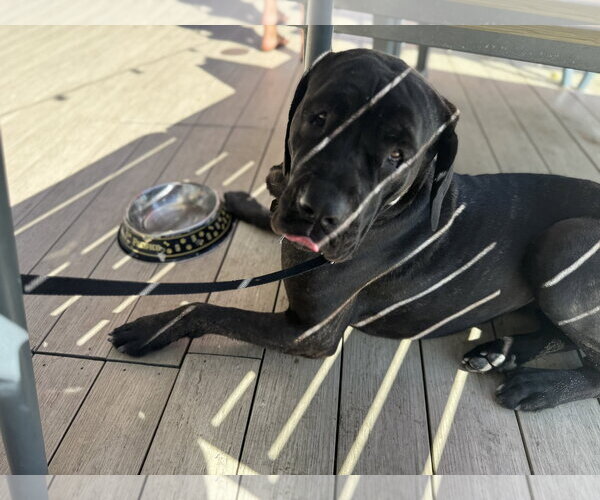 Medium Photo #5 Mutt Puppy For Sale in Goodyear, AZ, USA