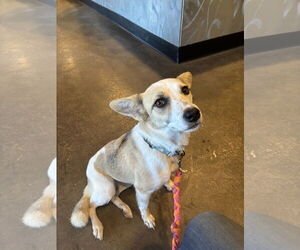 Pembroke Welsh Corgi-Unknown Mix Dogs for adoption in Milpitas, CA, USA