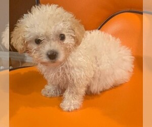 Maltipoo Puppy for sale in MILPITAS, CA, USA