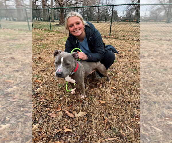 Medium Photo #3 Mutt Puppy For Sale in Evansville, IN, USA