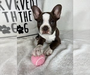 Boston Terrier Puppy for sale in GREENFIELD, IN, USA