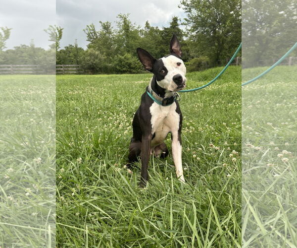 Medium Photo #1 American Pit Bull Terrier-Unknown Mix Puppy For Sale in Germantown, OH, USA