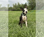 Small American Pit Bull Terrier Mix