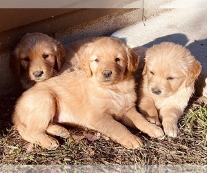 Golden Retriever Puppy for sale in STRUNK, KY, USA