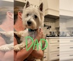 Small #4 West Highland White Terrier