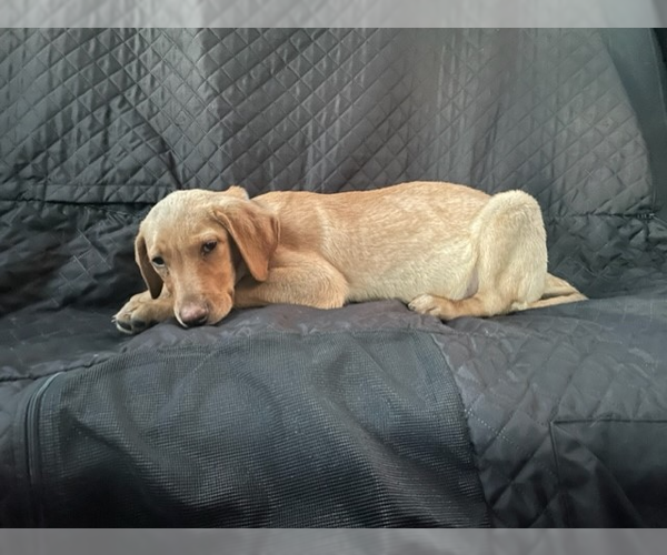 Medium Photo #19 Labrador Retriever-Unknown Mix Puppy For Sale in Fort Worth, TX, USA