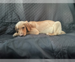 Small Photo #19 Labrador Retriever-Unknown Mix Puppy For Sale in Fort Worth, TX, USA
