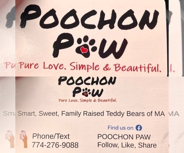Medium Photo #10 Poochon Puppy For Sale in AUBURN, MA, USA