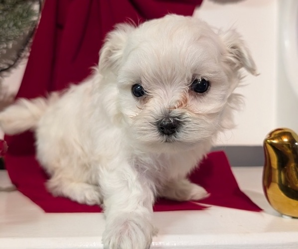 Medium Photo #6 Maltese Puppy For Sale in GOSHEN, IN, USA