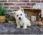 Small #5 West Highland White Terrier