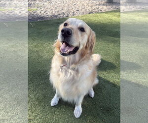 Golden Retriever Dogs for adoption in Valrico, FL, USA