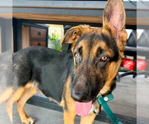 German Shepherd Dog Dogs for adoption in Camarillo, CA, USA