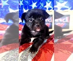 Small #1 Yorkshire Terrier