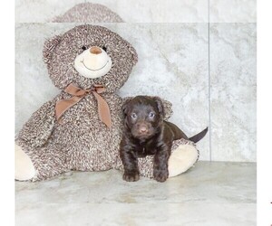 Miniature Labradoodle Puppy for sale in CLEVELAND, NC, USA