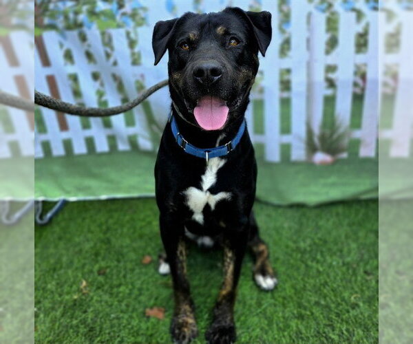 Medium Photo #5 Rottweiler-Unknown Mix Puppy For Sale in Long Beach, CA, USA