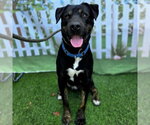 Small #4 Rottweiler Mix