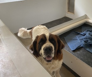 Mother of the Saint Bernard puppies born on 05/06/2025