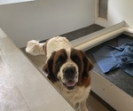 Small Photo #1 Saint Bernard Puppy For Sale in DELPHI, IN, USA