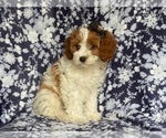 Small Photo #12 Cavapoo Puppy For Sale in LAKELAND, FL, USA