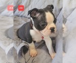 Small Photo #6 Boston Terrier Puppy For Sale in POMEROY, OH, USA