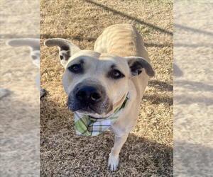 Mutt Dogs for adoption in Tulsa, OK, USA