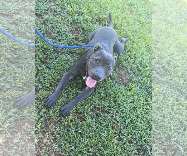 Medium Photo #14 American Staffordshire Terrier-Unknown Mix Puppy For Sale in Calhoun, GA, USA