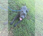 Small #13 American Staffordshire Terrier Mix