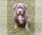Small Photo #6 American Bully Puppy For Sale in ORANGEBURG, SC, USA