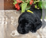 Small #13 Labrador Retriever
