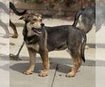 Small #1 Mutt