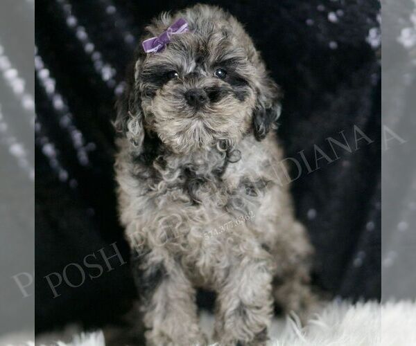Medium Photo #5 Poodle (Toy) Puppy For Sale in WARSAW, IN, USA