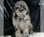 Small #4 Poodle (Toy)