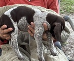 Small #4 German Shorthaired Pointer-German Wirehaired Pointer Mix