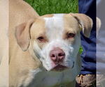Small #1 American Staffordshire Terrier-Boxer Mix
