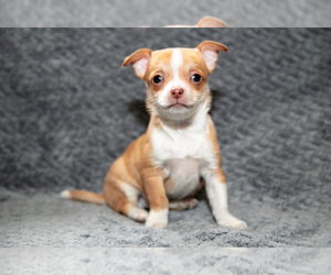 Medium Chihuahua