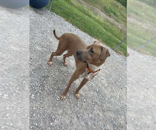 Medium Photo #4 Boxer-Unknown Mix Puppy For Sale in Evansville, IN, USA