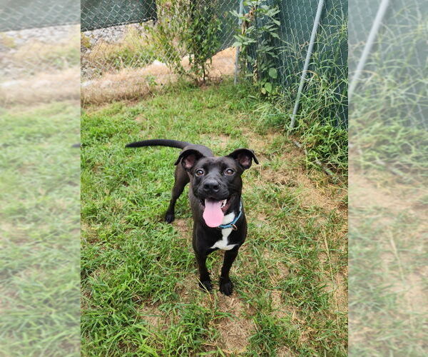 Medium Photo #15 Mutt Puppy For Sale in Evansville, IN, USA