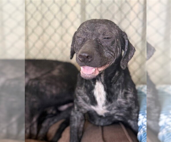 Medium Photo #1 Mutt Puppy For Sale in Conroe, TX, USA