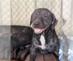 HEATH - Male Mutt Dog for Adoption - Small photo