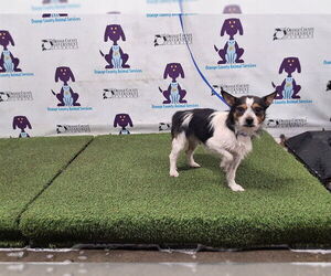 Cairn Terrier-Unknown Mix Dogs for adoption in Orlando, FL, USA