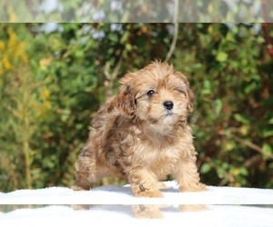 ShihPoo Puppy for sale in DYERSBURG, TN, USA