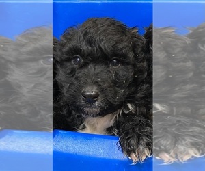 English Shepherd-Poodle (Standard) Mix Puppy for sale in MARION, IN, USA