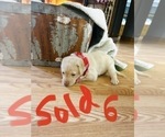 Small Photo #11 Labrador Retriever Puppy For Sale in LINDEN, MI, USA