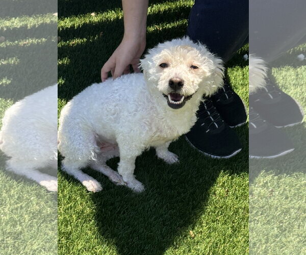 Medium Photo #3 Mutt Puppy For Sale in Perth Amboy, NJ, USA