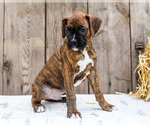 Small #7 Boxer