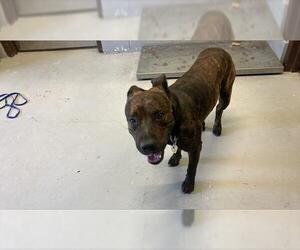 American Pit Bull Terrier-Unknown Mix Dogs for adoption in Corpus Christi, TX, USA