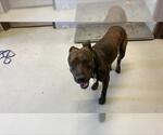 Small American Pit Bull Terrier Mix