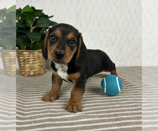 Medium Photo #4 Dachshund Puppy For Sale in GREENFIELD, IN, USA