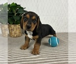 Small #3 Dachshund